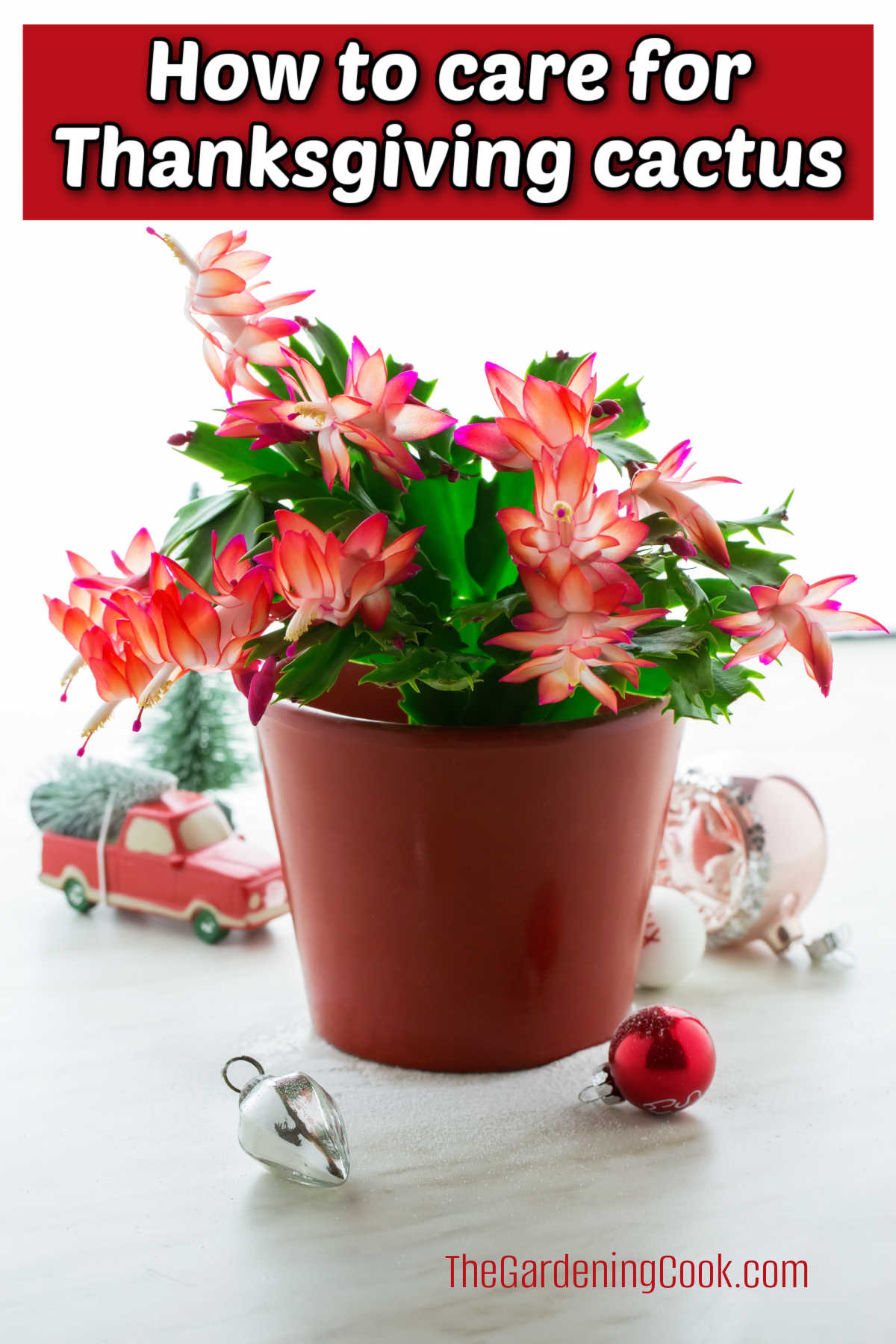 Como Cuidar do Cacto de Ação de Graças Schlumbergera truncata em um vaso marrom, rodeado de enfeites de Natal. Uma caixa de texto vermelha diz Como cuidar do cacto de Ação de Graças.