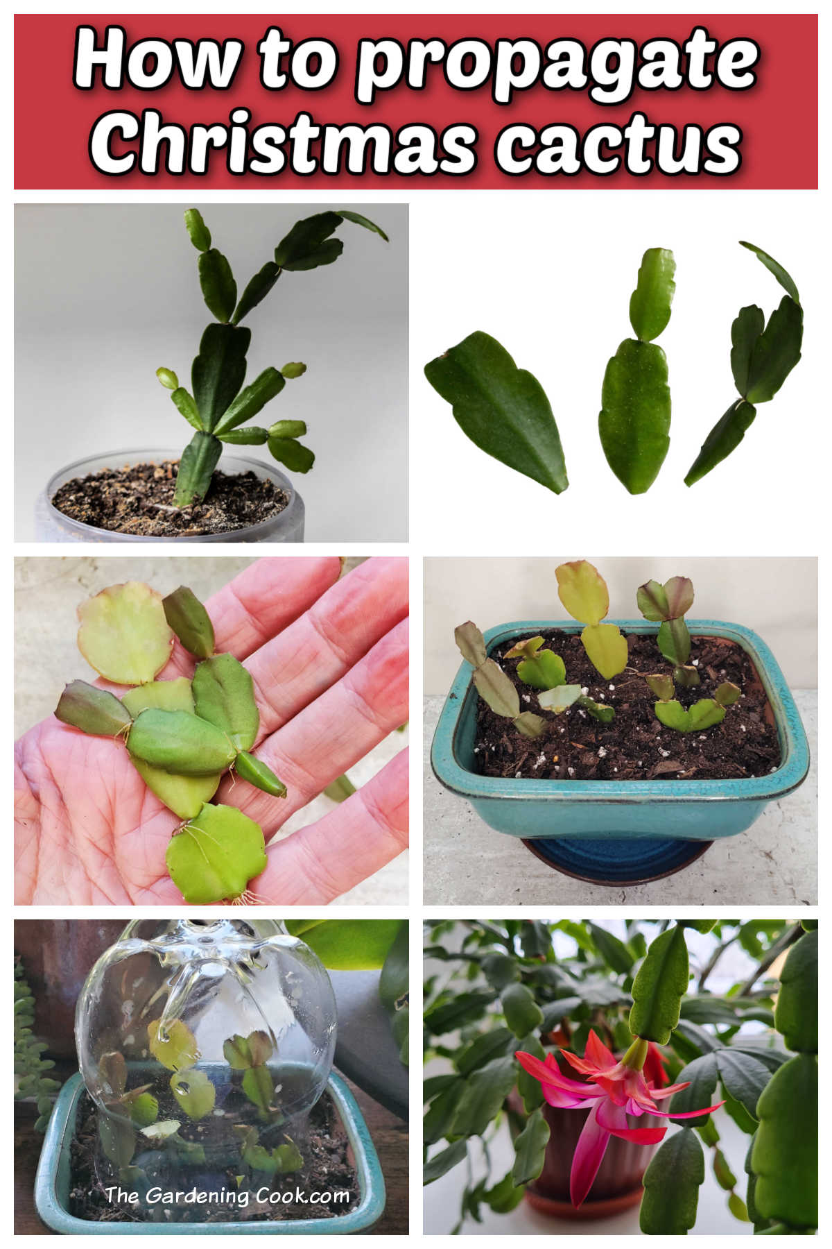 Aprenda a propagar um cacto-de-Natal Uma montagem mostrando as etapas para enraizar Schlumbergera x buckleyi, desde a retirada das estacas até o plantio em solo, a criação de uma miniestufa e uma planta em flor. A caixa de texto vermelha diz como propagar o cacto-de-Natal.