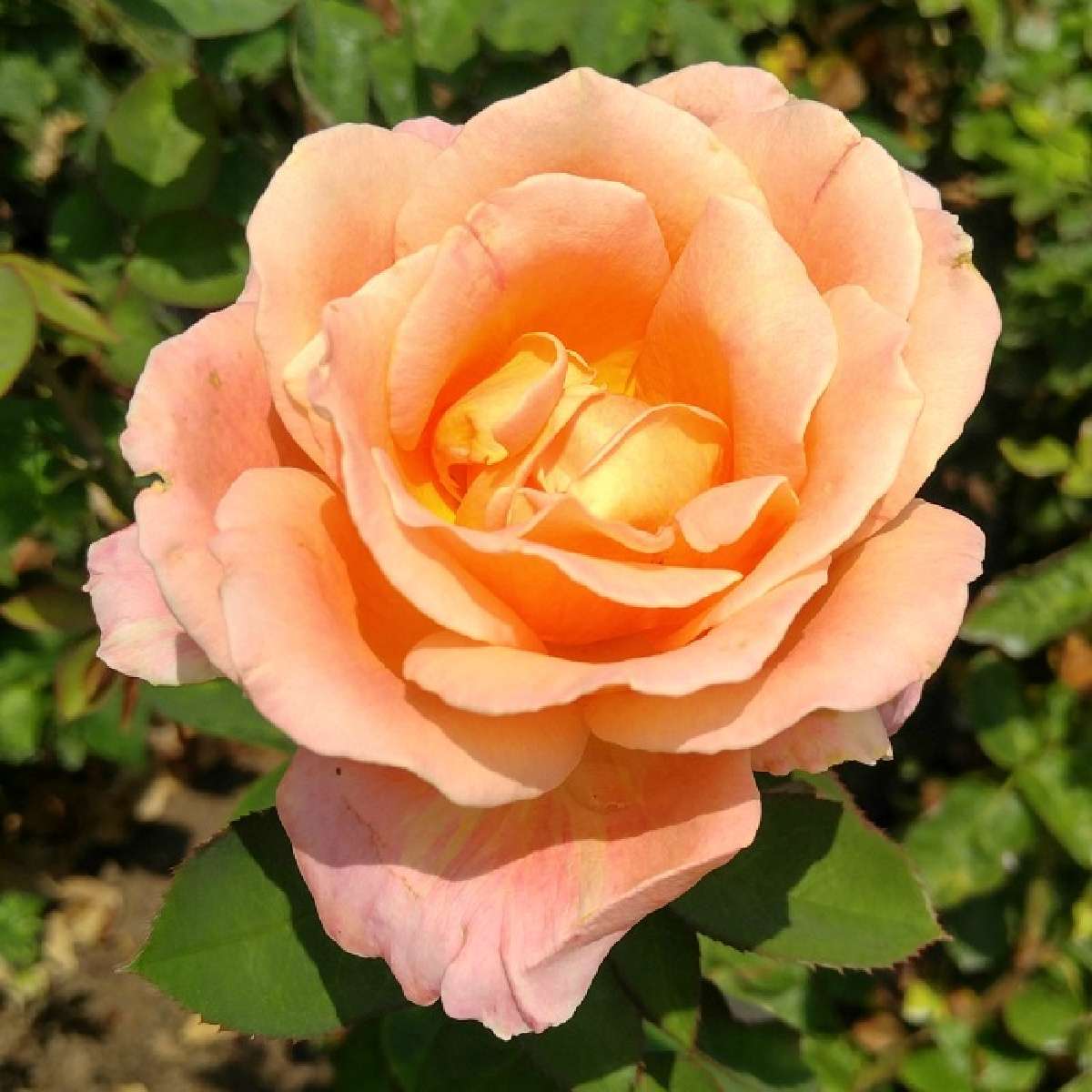 Rosa-tea híbrida (Rosa x hybrida) Uma rosa-tea híbrida alaranjada e sua folhagem ao redor em um canteiro de jardim.