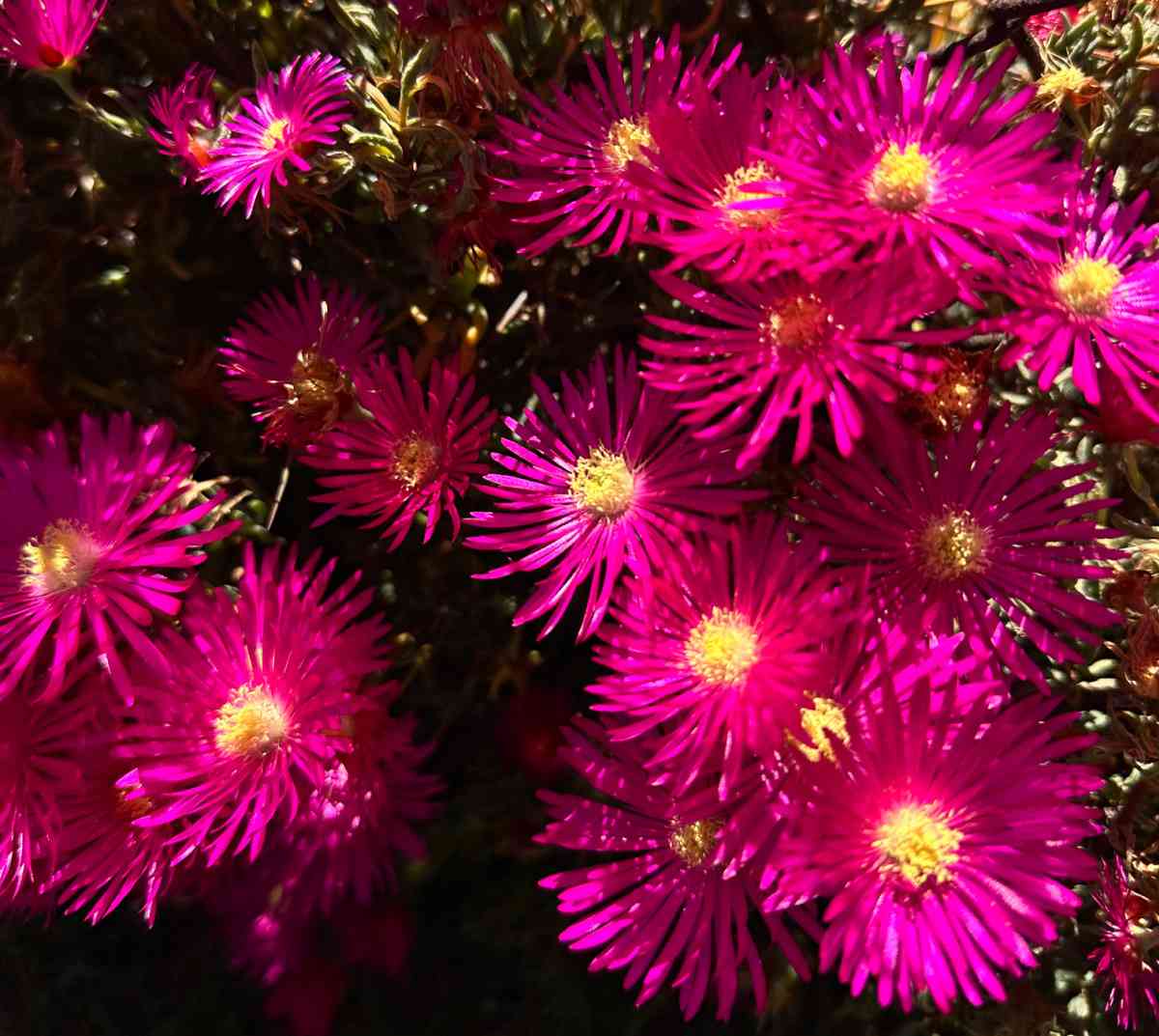 Uma imagem de perto de muitas flores de Planta do gelo (Delosperma cooperi), mostrando como esta perene de flores rosas é prolífica.