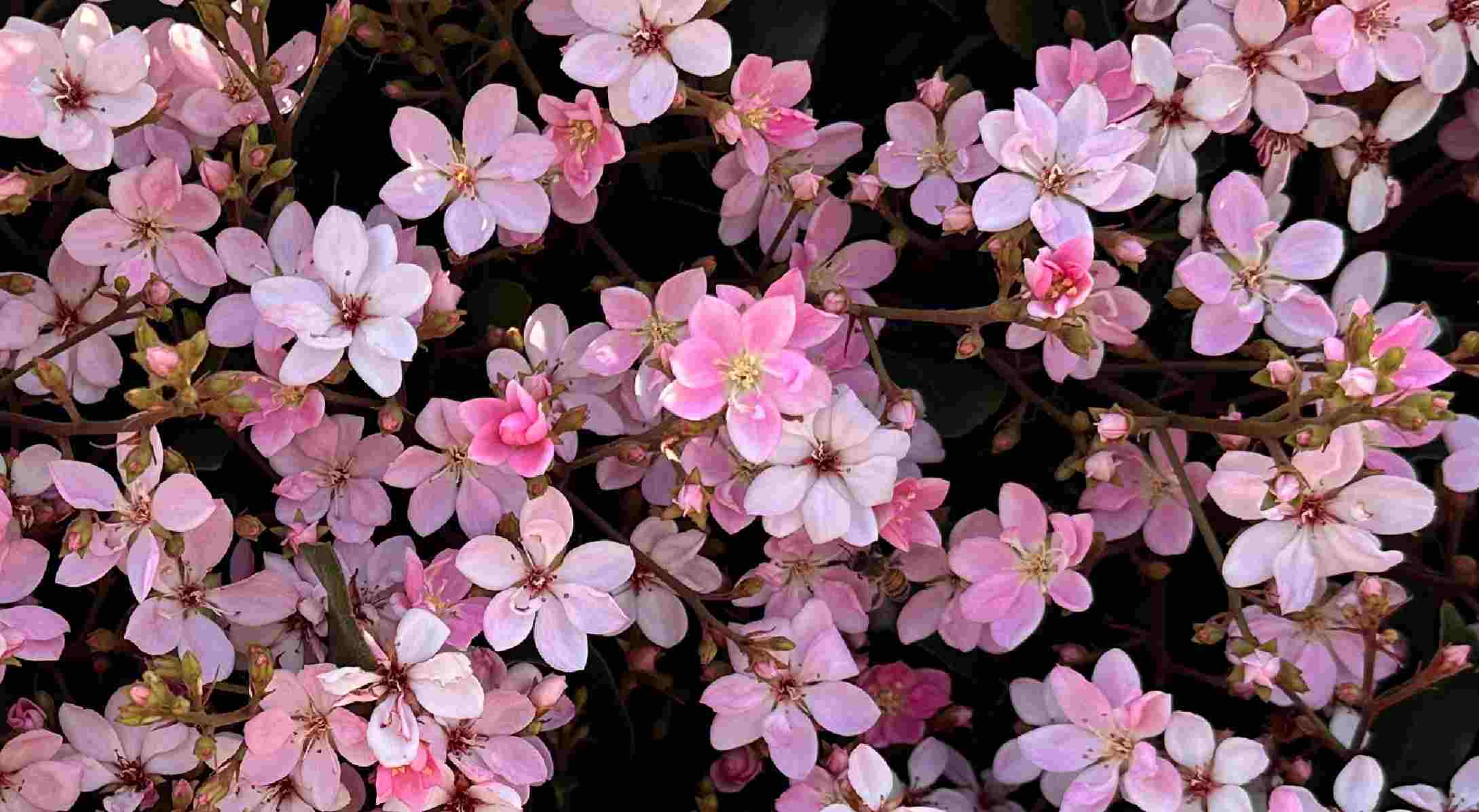 Uma foto de muitas pequenas flores rosas em uma planta de espinheiro indiano (Rhaphiolepis indica).