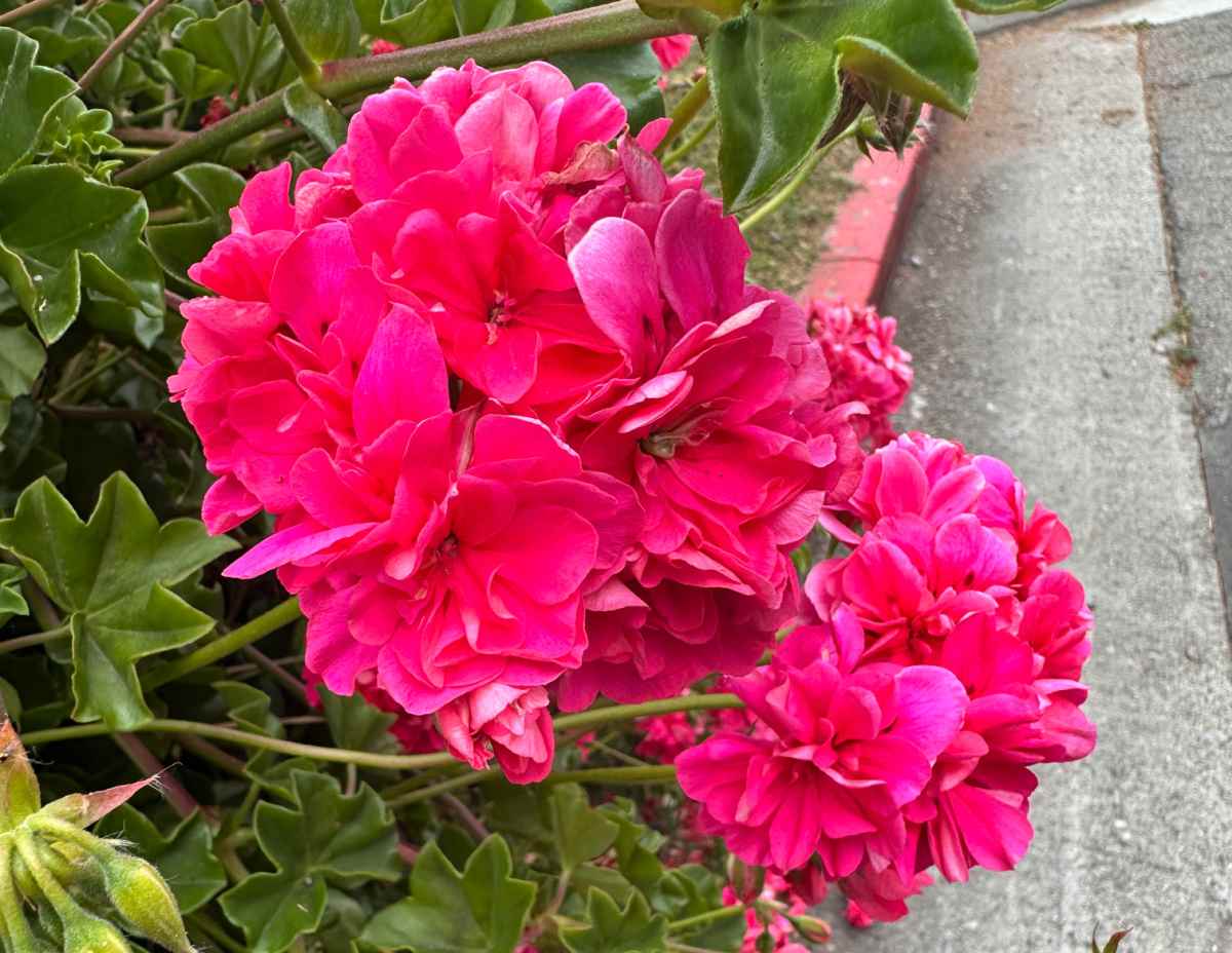 Dois cachos de flores rosa brilhante de uma planta de Gerânio-de-pérola (Pelargonium peltatum), crescendo sobre a calçada, e as folhas encaracoladas também estão visíveis na foto.