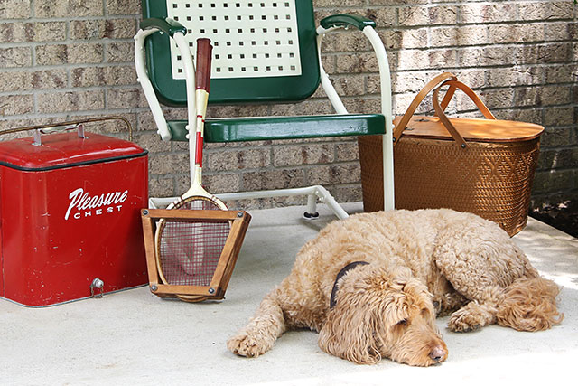Tutorial DIY fácil de seguir sobre como pintar uma cadeira de metal vintage para jardim. Ou qualquer cadeira de metal, na verdade! Labradoodle fofo não incluído