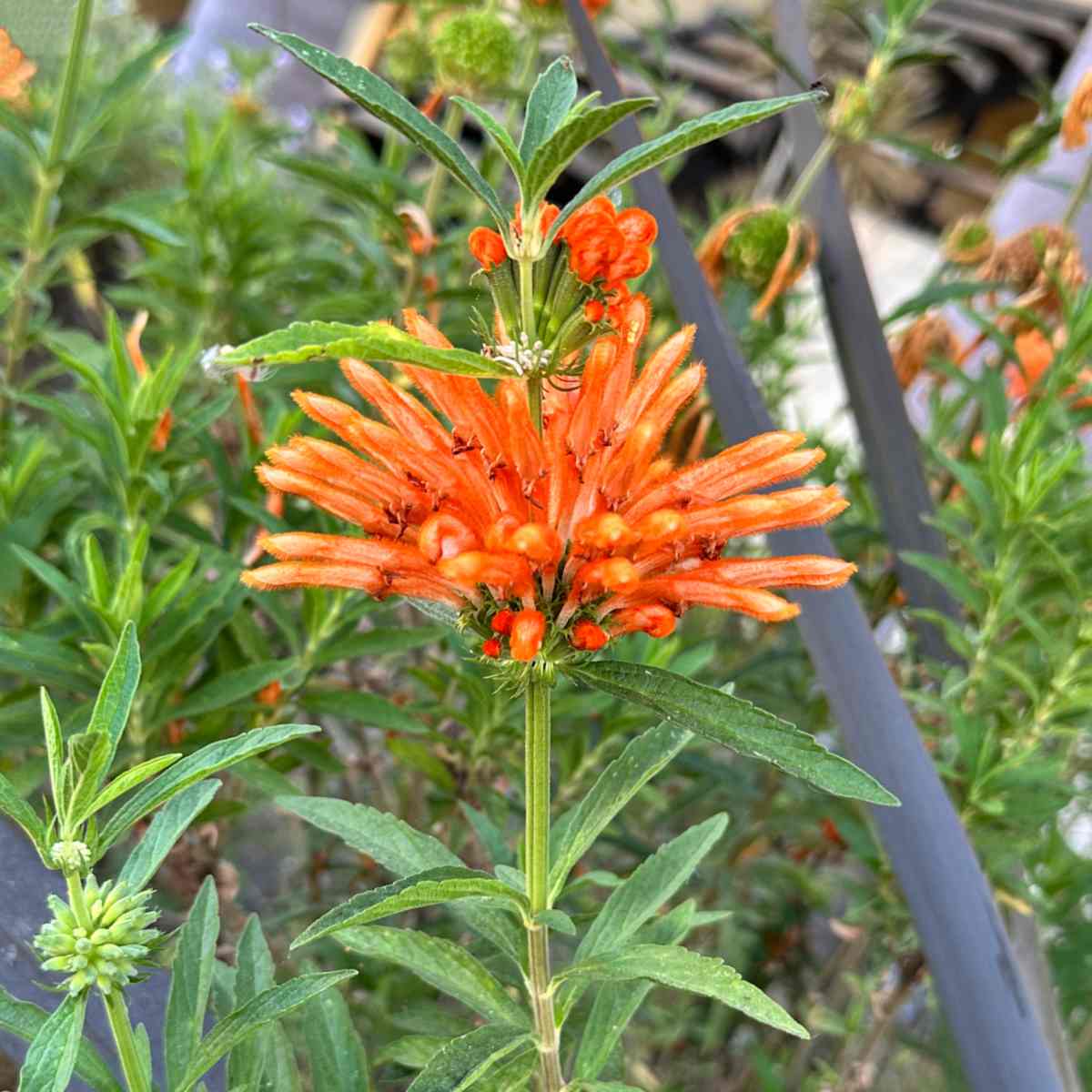Cauda-de-leão (Leonotis leonurus) Uma foto em close de uma flor laranja de cauda-de-leão, conhecida botanicamente como Leonotis leonurus, em um canteiro com bastante folhagem ao redor.