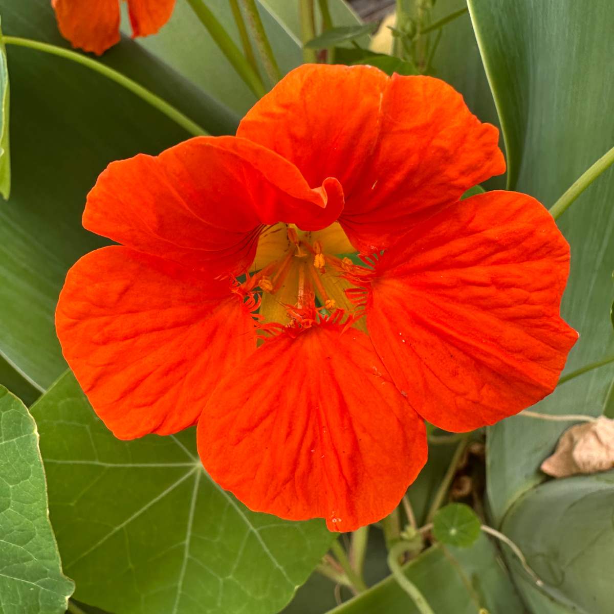 Capuchinha (Tropaeolum majus) Uma foto em close de uma capuchinha laranja, também conhecida como Tropaeolum majus.