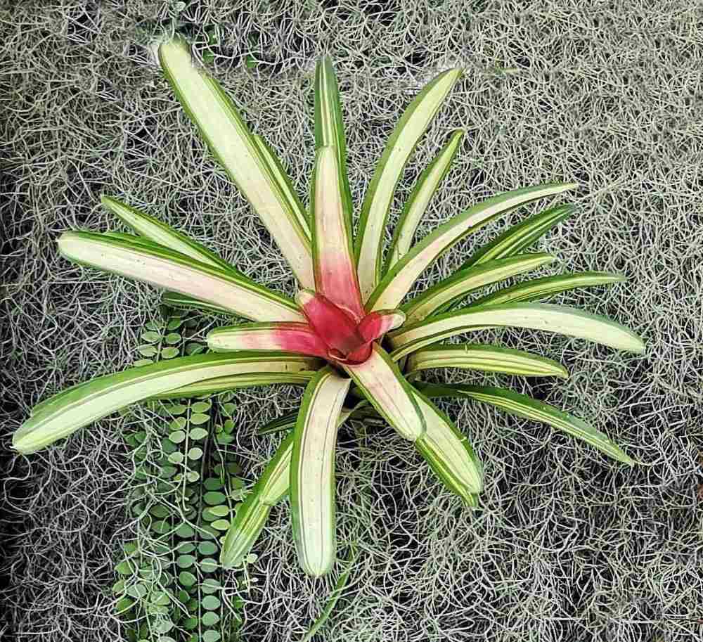 Bromélia corada — a planta de Natal perfeitamente colorida.