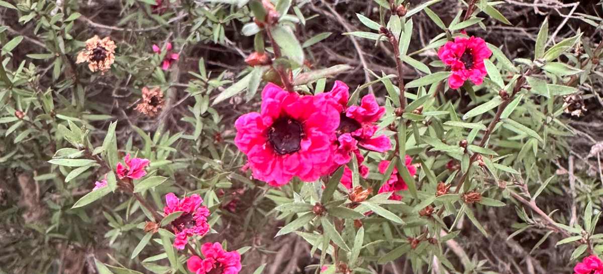 Uma foto de uma seção da árvore do chá da Nova Zelândia (Leptospermum scoparium 'Ruby Glow'), mostrando as flores desta planta com flores rosas.