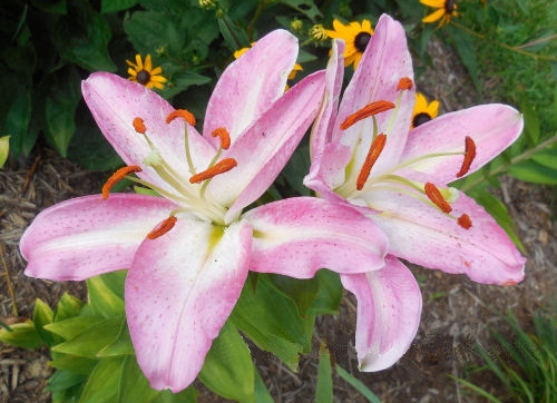 Uma foto de close de um lírio oriental (Lilium ssp.) mostrando duas dessas flores rosas de verão cercadas por folhagens, com uma planta Susan de olhos negros ao fundo.