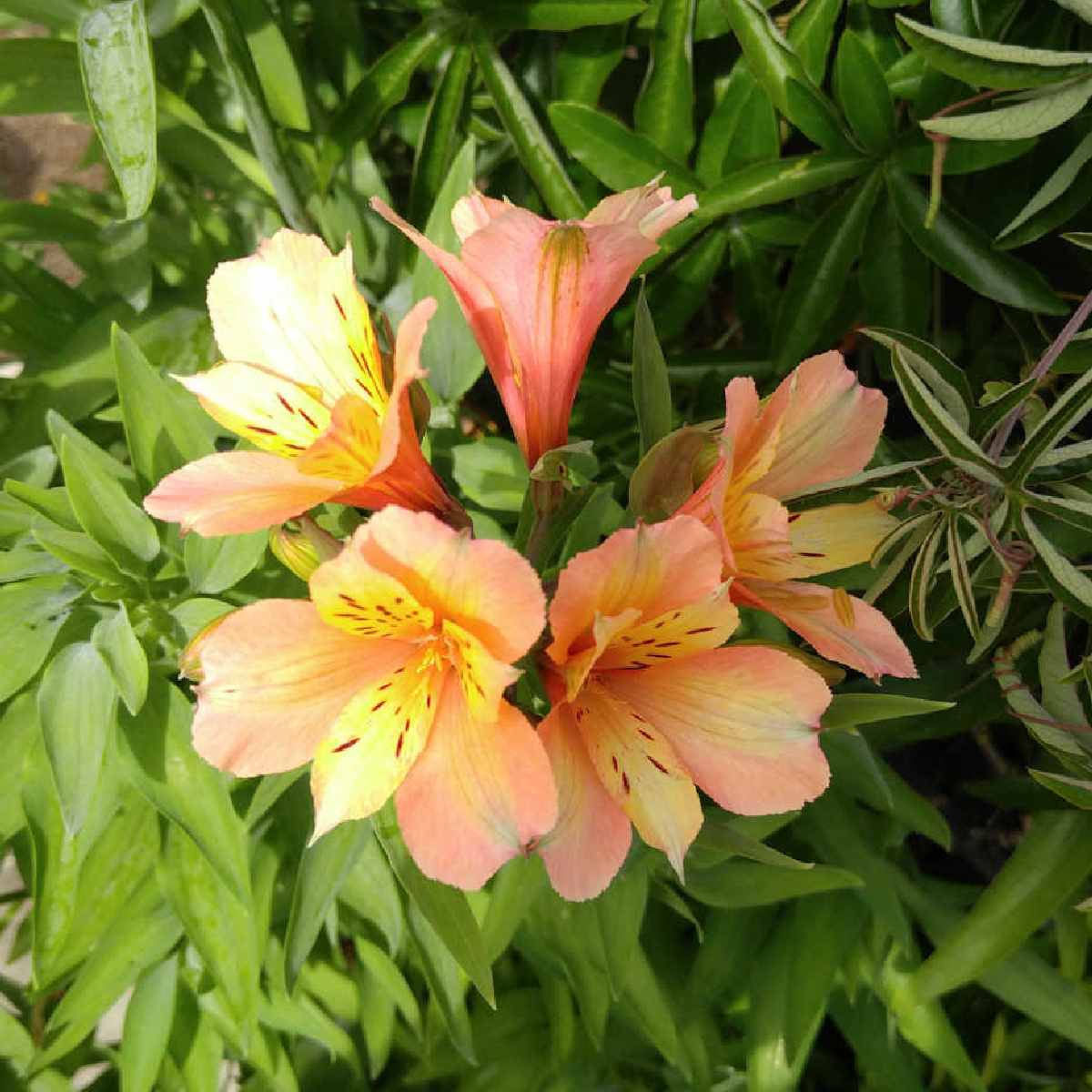 Lírio-do-Peru (Alstroemeria ssp.) Um cacho de flores de lírio-do-Peru em tom laranja-pêssego (Alstroemeria).