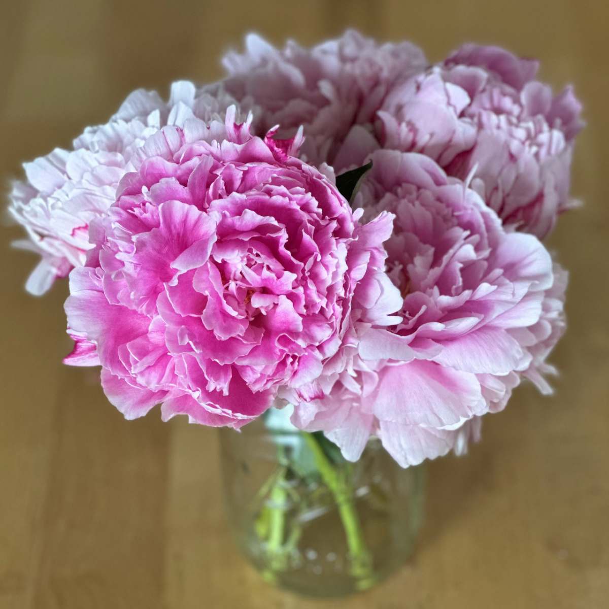Um pote de vidro com cinco peônias Sarah Bernhardt (Paeonia lactiflora 'Sarah Bernhardt'), mostrando que esta linda flor rosa vem em diferentes tons de rosa, incluindo rosa claro e um rosa mais profundo.