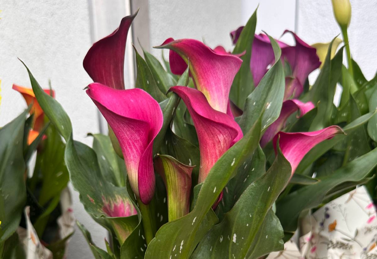 Um lírio calla rosa (Zantedeschia rehmannii) em um vaso, envolvido em plástico, onde as folhas manchadas e as flores rosa escuras desta planta são visíveis.