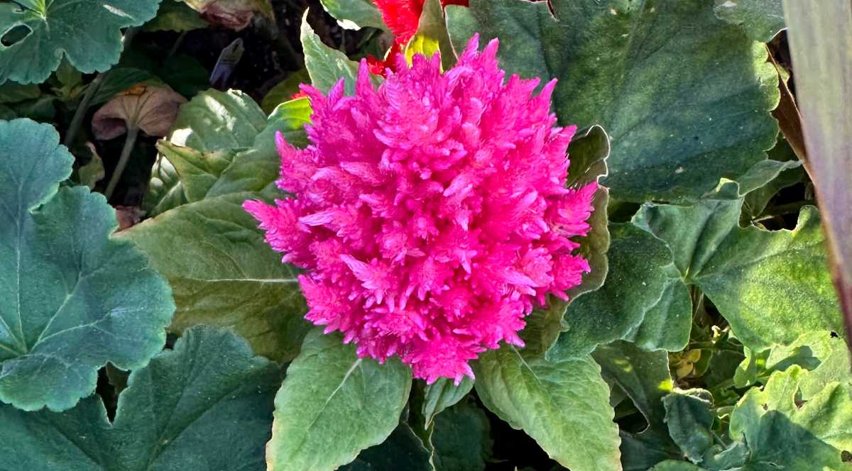 Um close de uma celosia plumeada rosa (Celosia argentea), mostrando suas bonitas flores rosas cercadas por folhas.