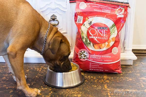 Um grande cachorro marrom em pé sobre uma mesa