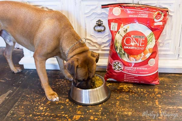 Um grande cachorro marrom em pé sobre uma mesa