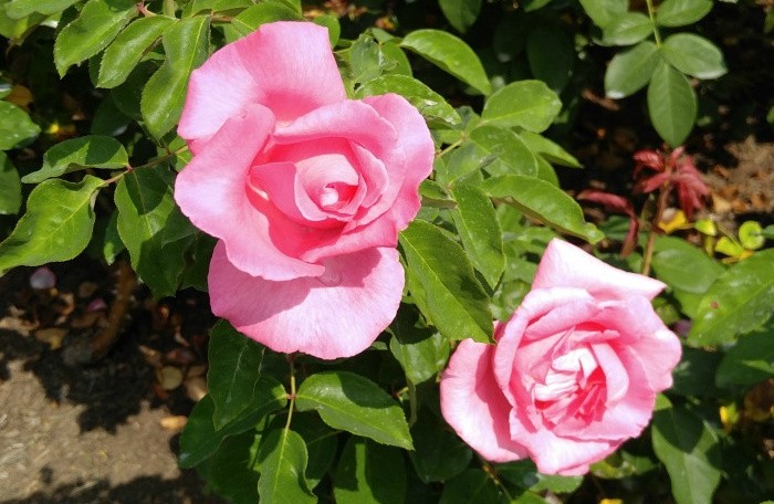 Duas flores rosa claras de uma rosa 'Rainha Elizabeth' (Rosa 'Queen Elizabeth') mostrando como essas perenes rosas parecem quando estão em floração.