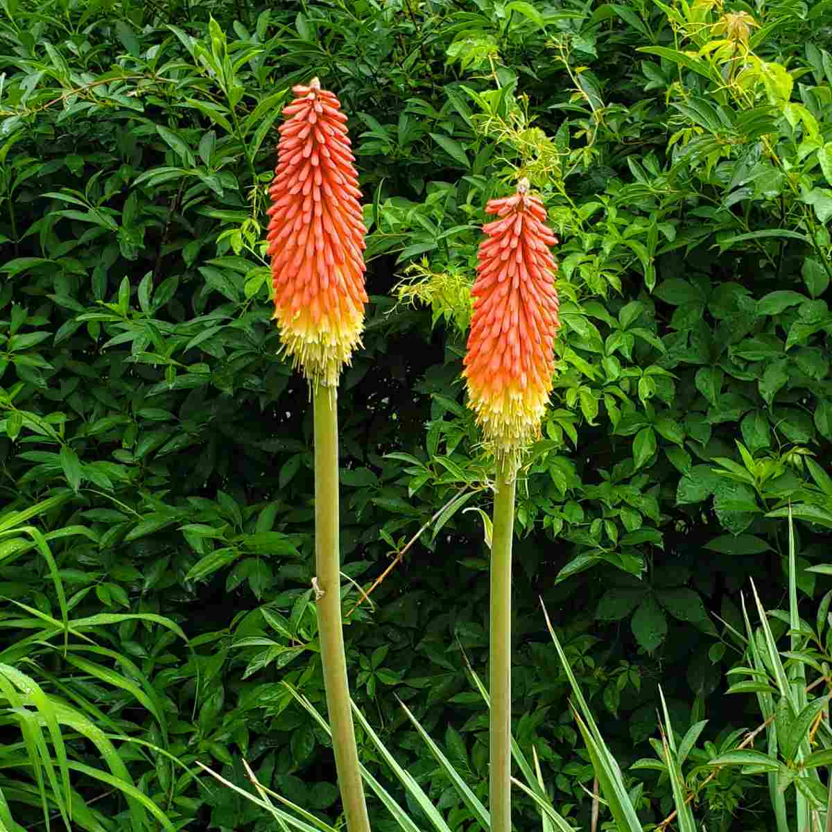 Lança-ao-fogo (Kniphofia uvaria) Duas flores laranjas de lança-ao-fogo, também conhecidas como Kniphofia uvaria, com outras plantas verdes visíveis ao fundo.