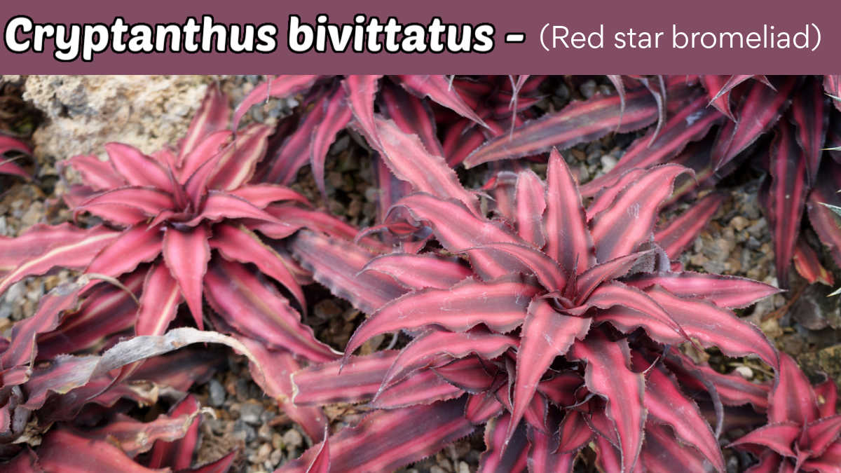 Um grupo de plantas de Crytpanthus bivittatus - também conhecidas como Bromélias Red Star.
