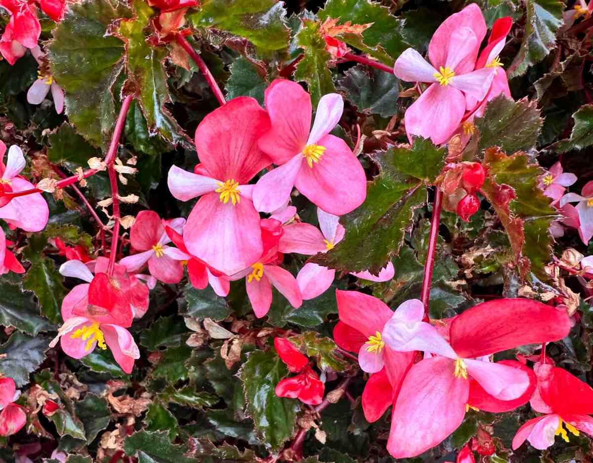 Um close das flores rosa profundo e da folhagem verde escura de uma planta 'Begônia Richmond' (Begonia 'Richmondensis').