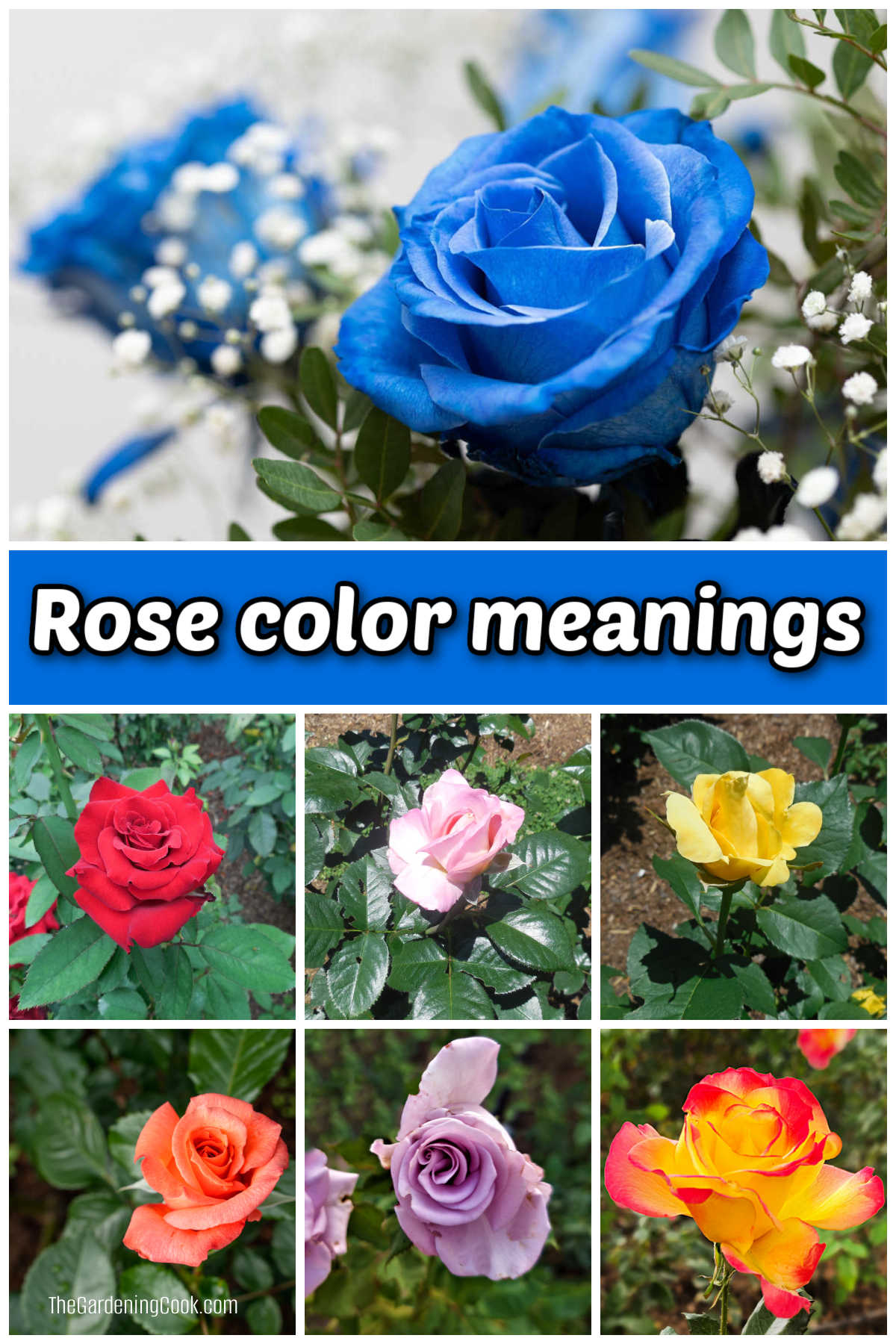 Aprenda Tudo Sobre os Significados e o Simbolismo das Cores das Rosas Fotos de rosas azuis, vermelhas, rosas, amarelas, pêssego, lavanda e amarelas/vermelhas. A caixa de texto azul diz significados das cores das rosas.
