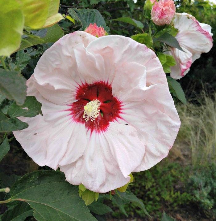Um close da flor rosa esbranquiçada de uma Malva-rosa (Hibiscus 'Angel Eyes').