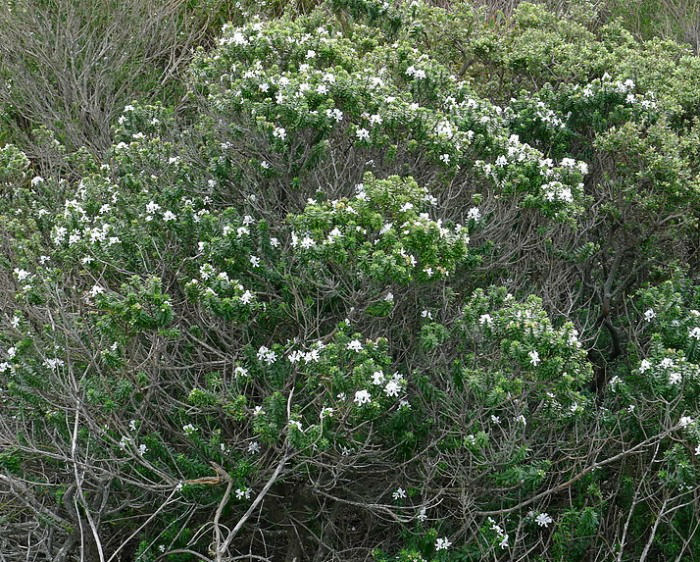 Crescimento lenhoso de uma planta de alecrim madura em plena floração
