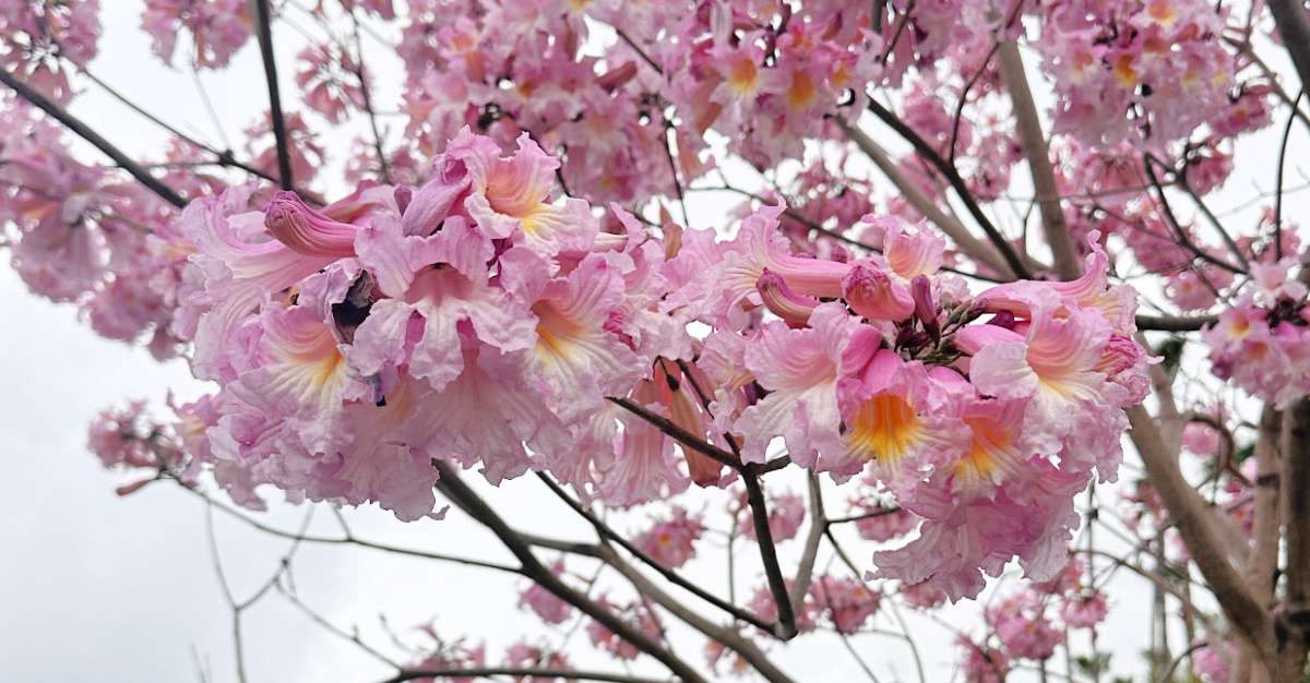 Uma foto de close de uma árvore trompete rosa (Tabebuia rosea) contra o céu, mostrando os diferentes tons de cor nesta árvore com flores rosas.