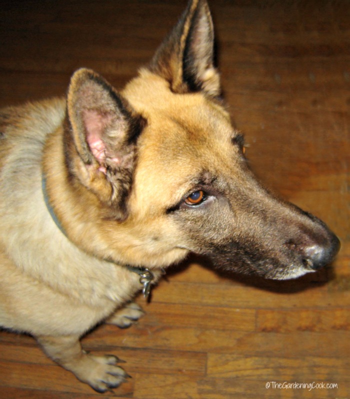 Rusty, nosso pastor alemão