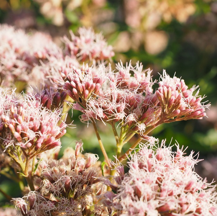 Um close das flores rosa do sedum.