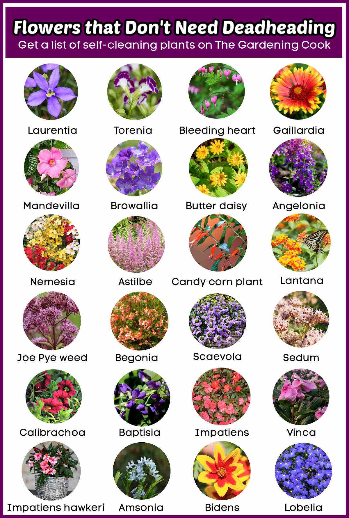 Fotos de flores em círculos em um gráfico. A sobreposição de texto roxo diz Flores que não precisam de deadheading. Obtenha uma lista de plantas autolimpantes no The Gardening Cook.