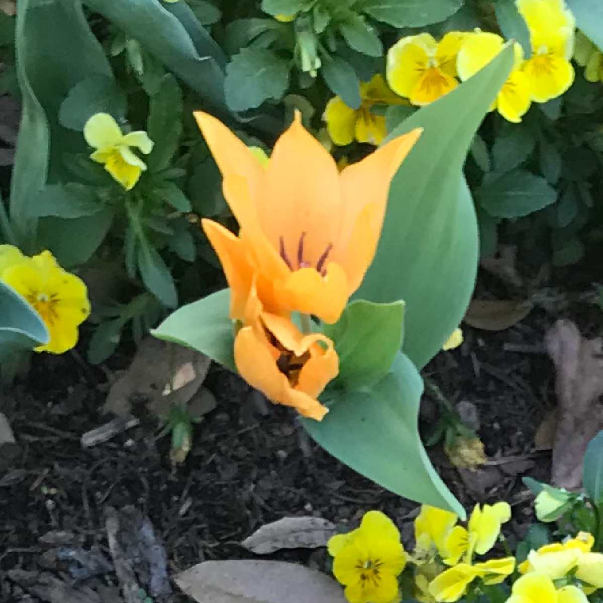 Tulipa Shogun (Tulipa praestans 'Shogun') Uma foto em close de uma flor de Tulipa praestans Shogun, em um canteiro com cobertura morta e outras pequenas flores amarelas visíveis.