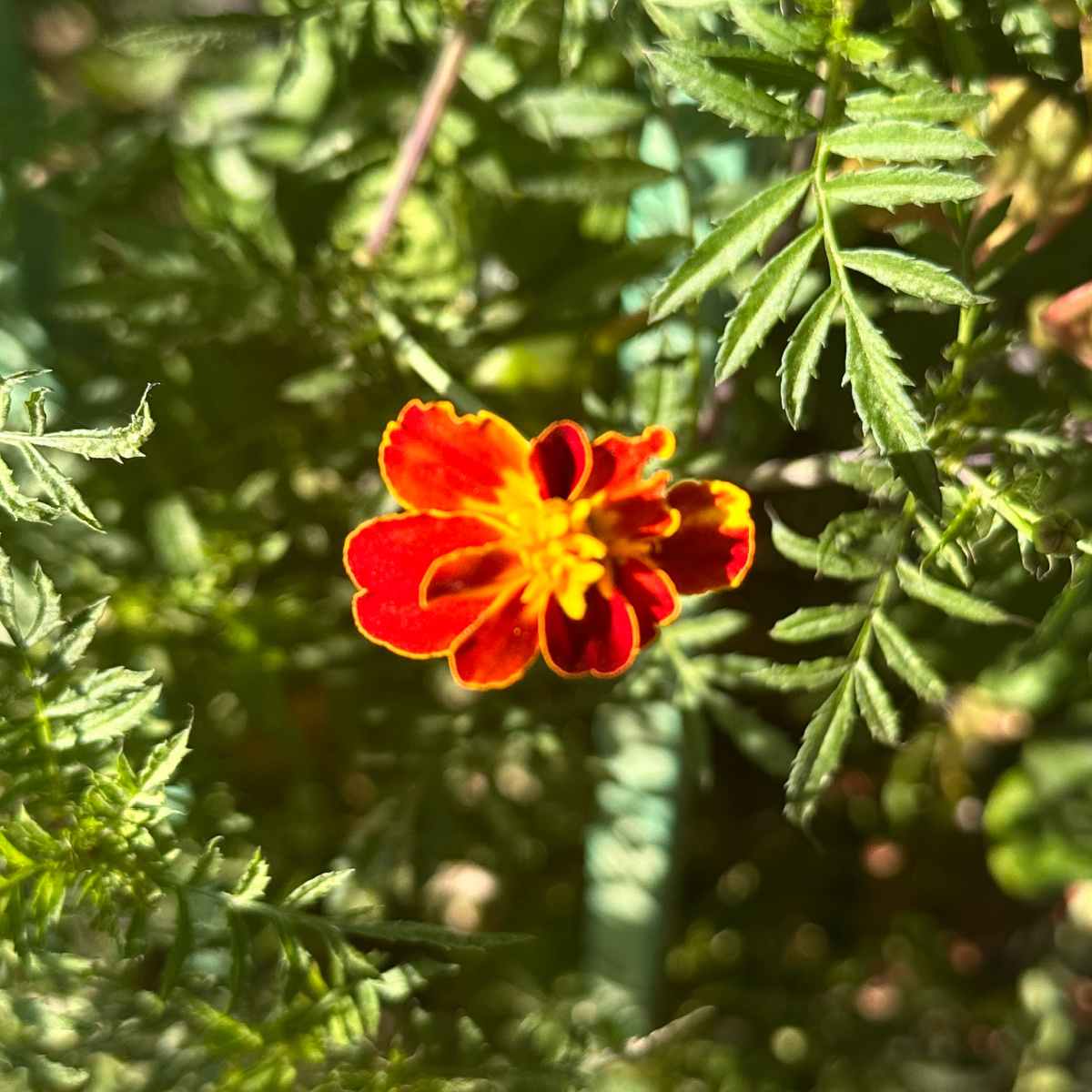Cravo-de-defunto-signet (Tagetes tenuifolia) Uma foto em close de uma flor de cravo-de-defunto-signet, conhecida botanicamente como Tagetes tenuifolia, contra a folhagem exuberante da planta.