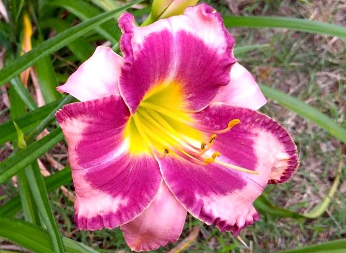 Uma foto de close de um lírio-de-dia Blushing Summer Valentine (Hemerocallis 'Blushing Summer Valentine') mostrando as flores rosa brilhante, que têm manchas de rosa claro nelas.