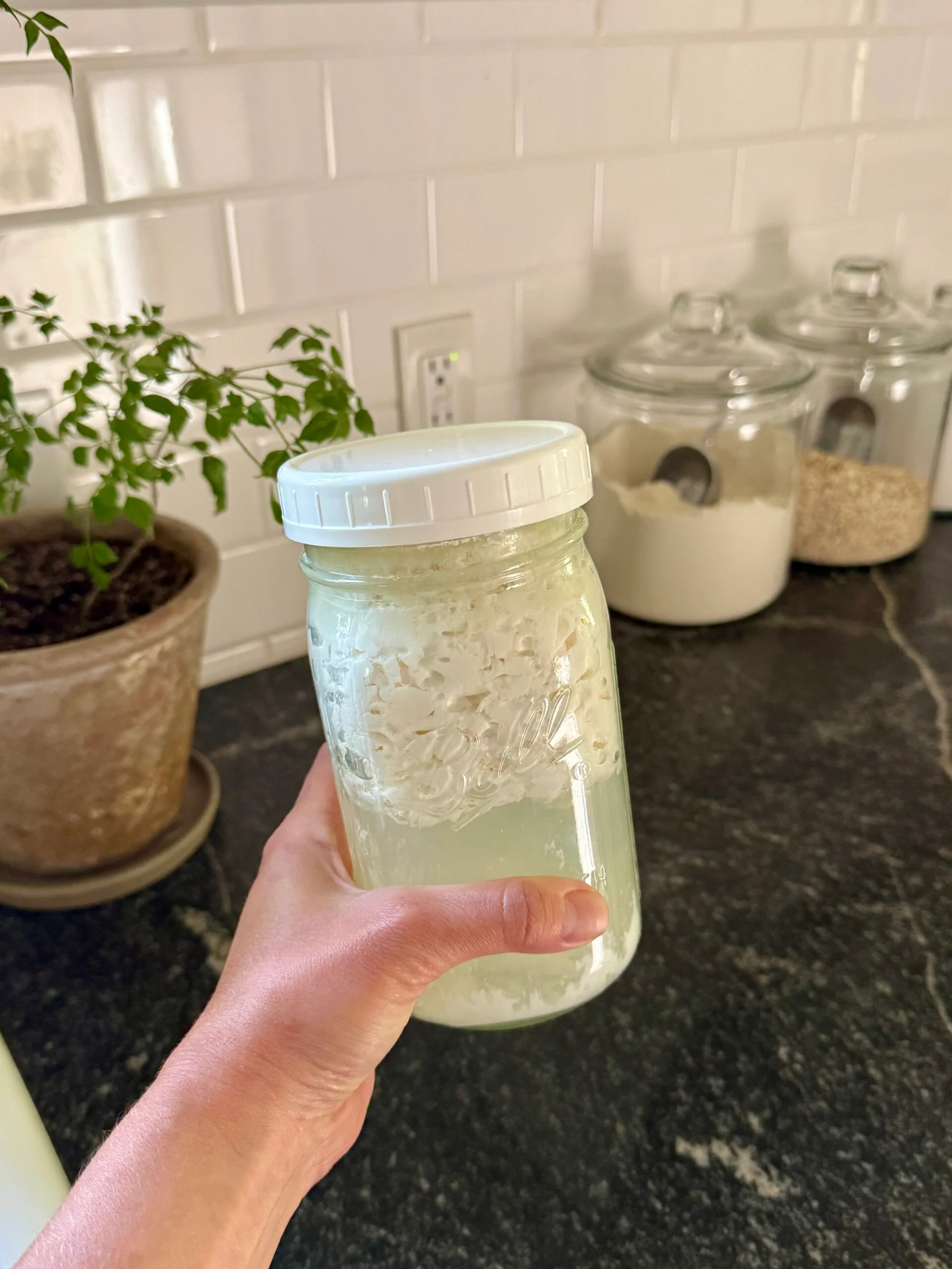 Kefir Caseiro