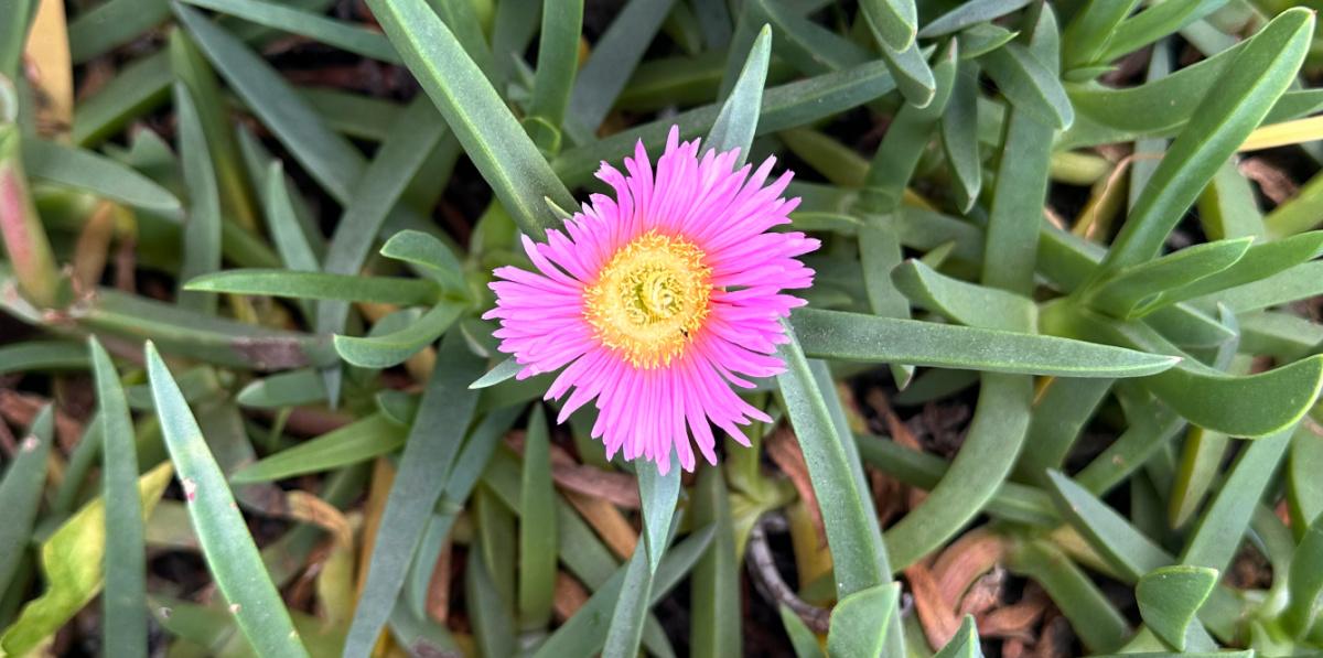 Uma foto em close de uma planta de Figo azedo (Carpobrotus edulis), com uma flor rosa clara no centro, cercada pelas folhas carnudas desta planta suculenta.