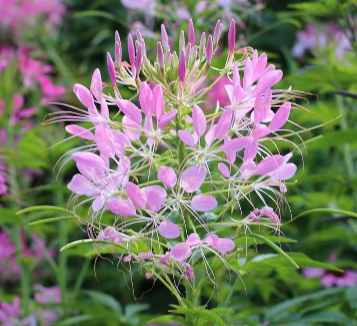Uma foto de um aglomerado de flores aranhas rosa claro (Cleome hassleriana) com mais flores e suas folhas visíveis ao fundo.