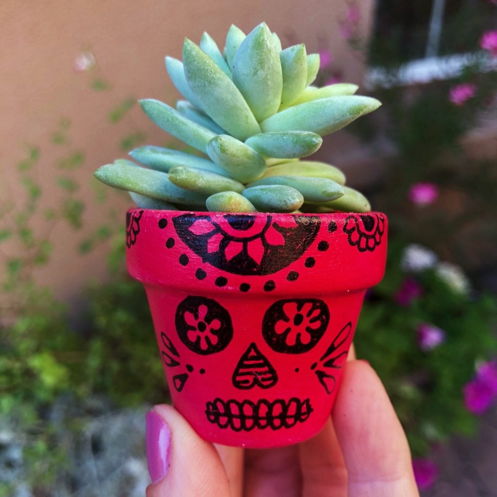 Porta de suculentas de vaso para o Dia de los Muertos