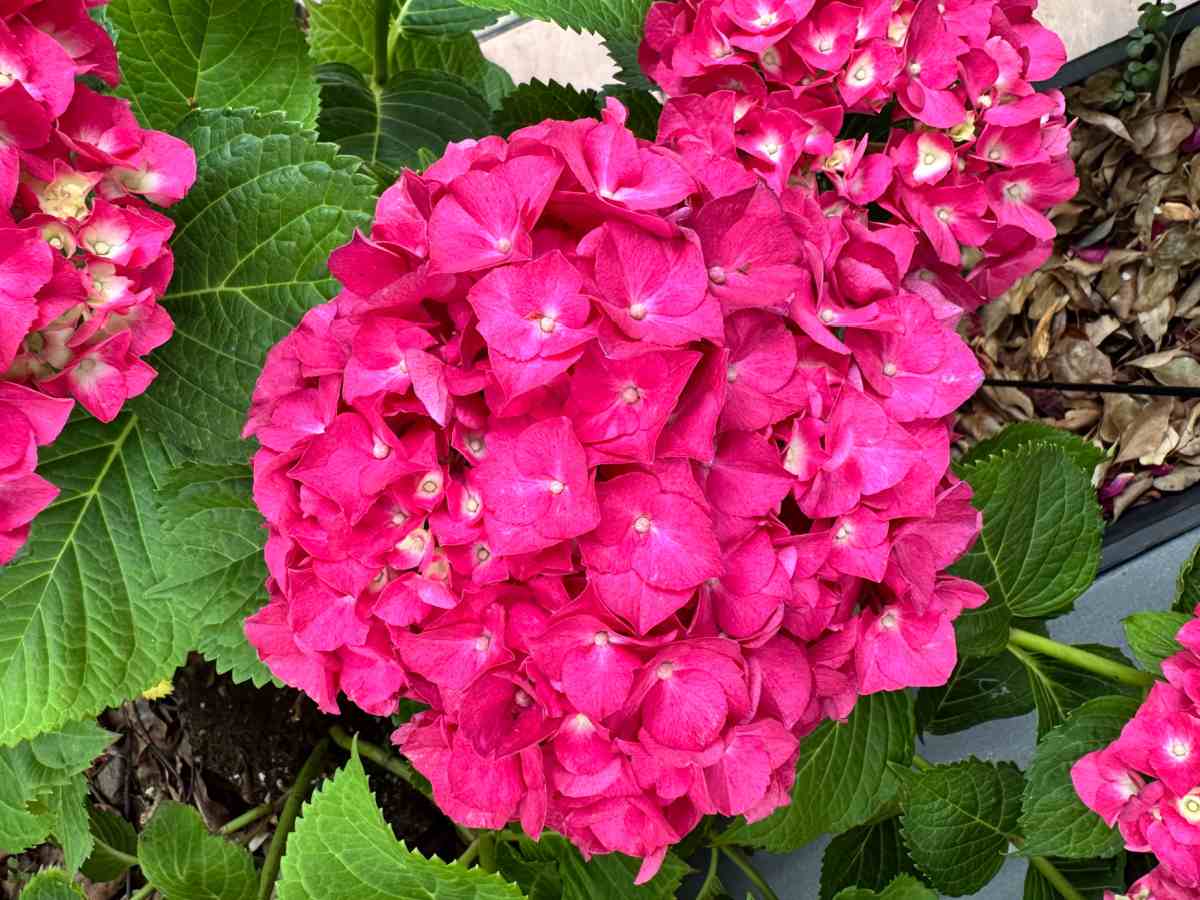 Uma foto em close de um arbusto de Hortênsia de folhas grandes Summer Crush® (Hydrangea macrophylla 'Bailmacfive'), com vários aglomerados de grandes flores rosas.