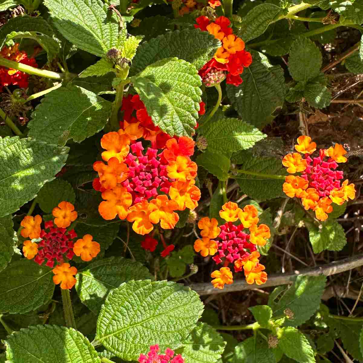 Lantana-do-Texas (Lantana urticoides) Um close de flores laranjas e vermelhas de lantana-do-Texas, conhecidas botanicamente como flores de Lantana urticoides.