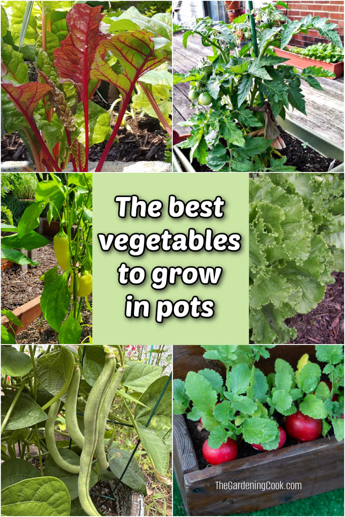 As melhores hortaliças para cultivar em vasos e recipientes, incluindo acelga, tomates, pimentões, alface, feijão-verde e rabanetes.
