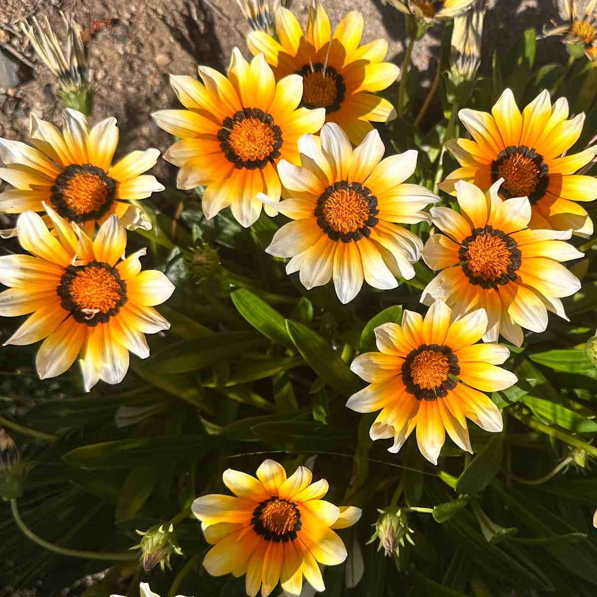 Flor-da-fortuna (Gazania rigens) Um canteiro de flores-da-fortuna amarelas e laranjas, também conhecidas como flores de Gazania rigens.