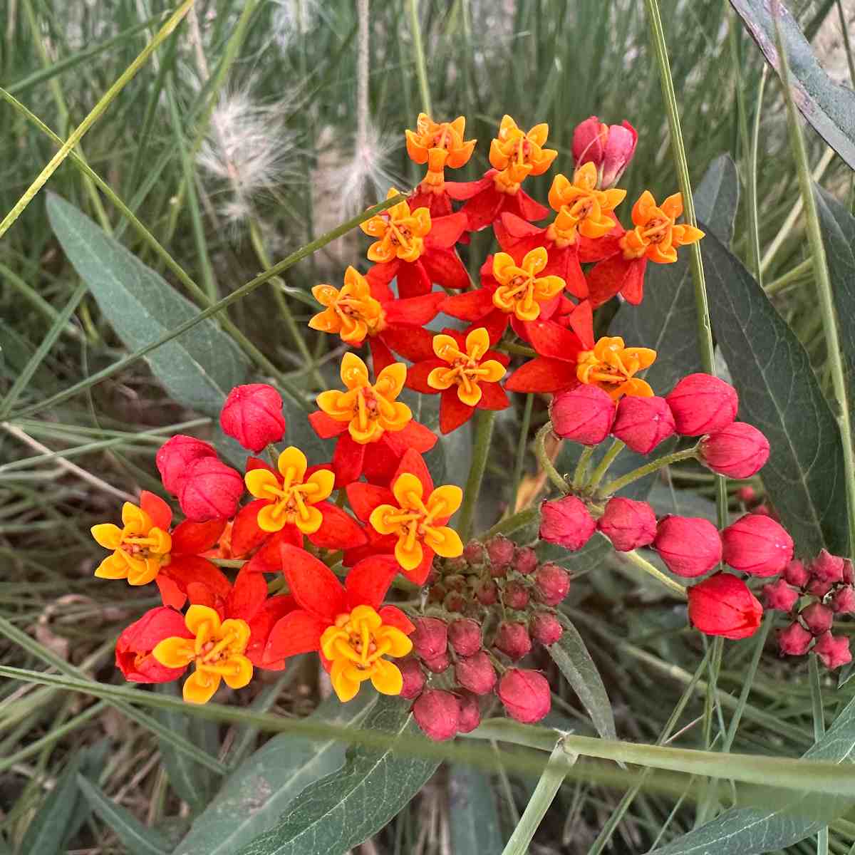 Leiteiro-tropical (Asclepias Curassavica) Uma foto em close de flores de leiteiro-tropical, conhecidas botanicamente como Asclepias curassavica, em que alguns botões vermelhos ainda não abriram e outros já abriram, revelando flores laranja e vermelhas.