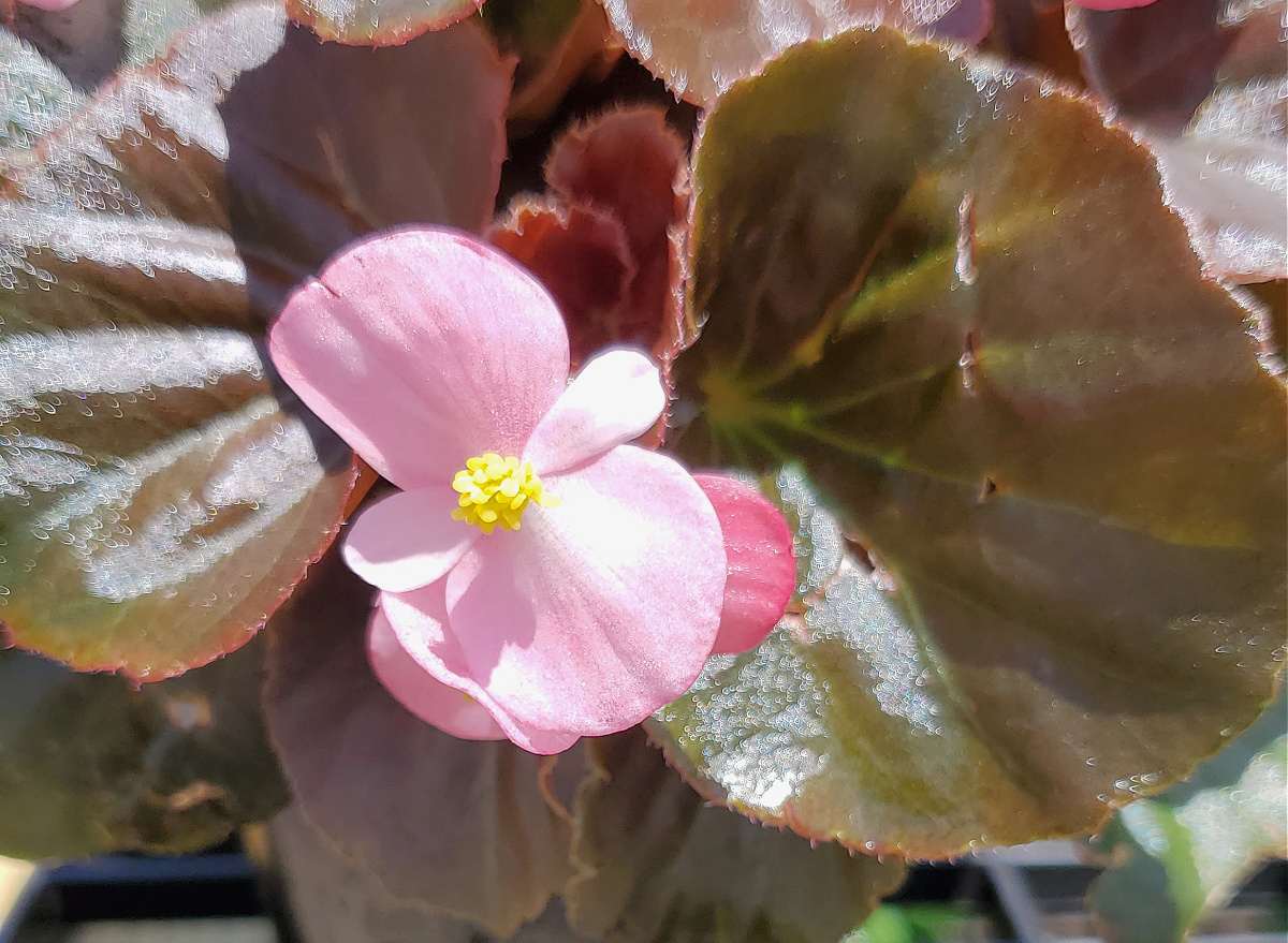 Uma foto de close de uma begônia cerosa rosa (grupo Begonia semperflorens cultorum) mostrando esta pequena flor rosa contra suas folhas cerosas de verde acastanhado.