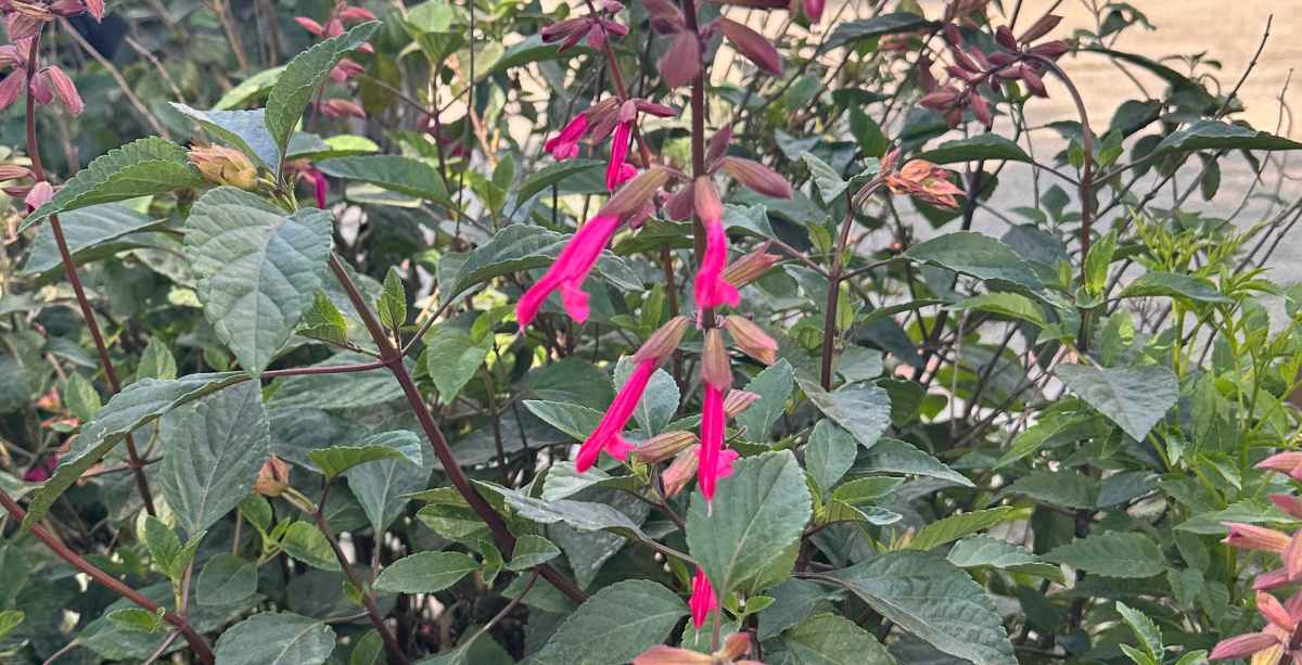 Uma foto de close de um talo das pequenas flores rosas características da sálvia 'Wendy's Wish' ('Wendy's Wish' Salvia) e suas folhas.