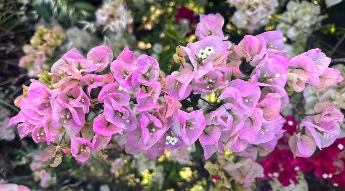 Um aglomerado de flores rosa e branca da bougainvillea 'Yani's Delight' (Bougainvillea glabra 'Yani's Delight') com outras cores de bougainvillea, incluindo flores rosa profundo e flores brancas puras ao fundo.