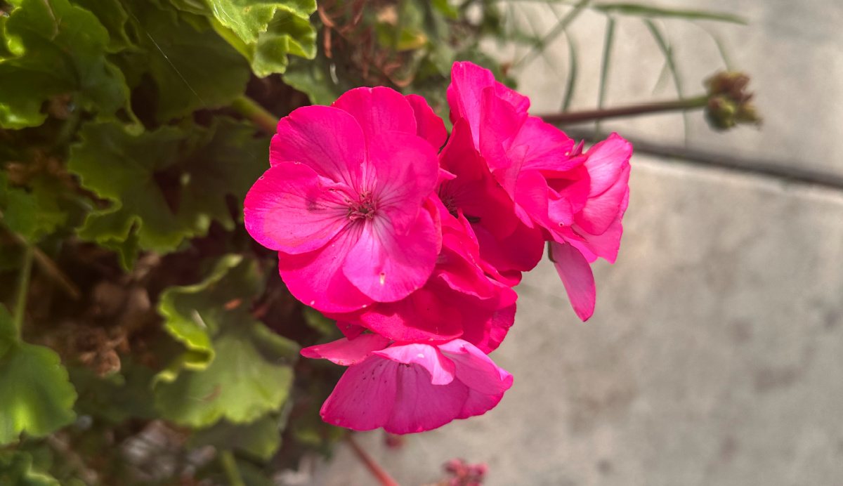 Uma foto de um aglomerado de flores profundas rosas de gerânio zonal (Pelargonium hortorum) pendendo sobre um passeio, com o passeio e as folhas do gerânio presentes ao fundo das fotos.