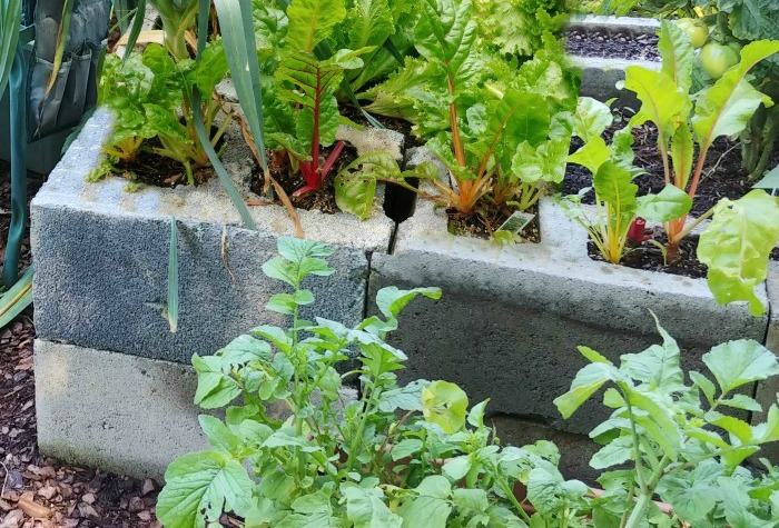 Acelga e alface em uma cama de jardim elevada fácil