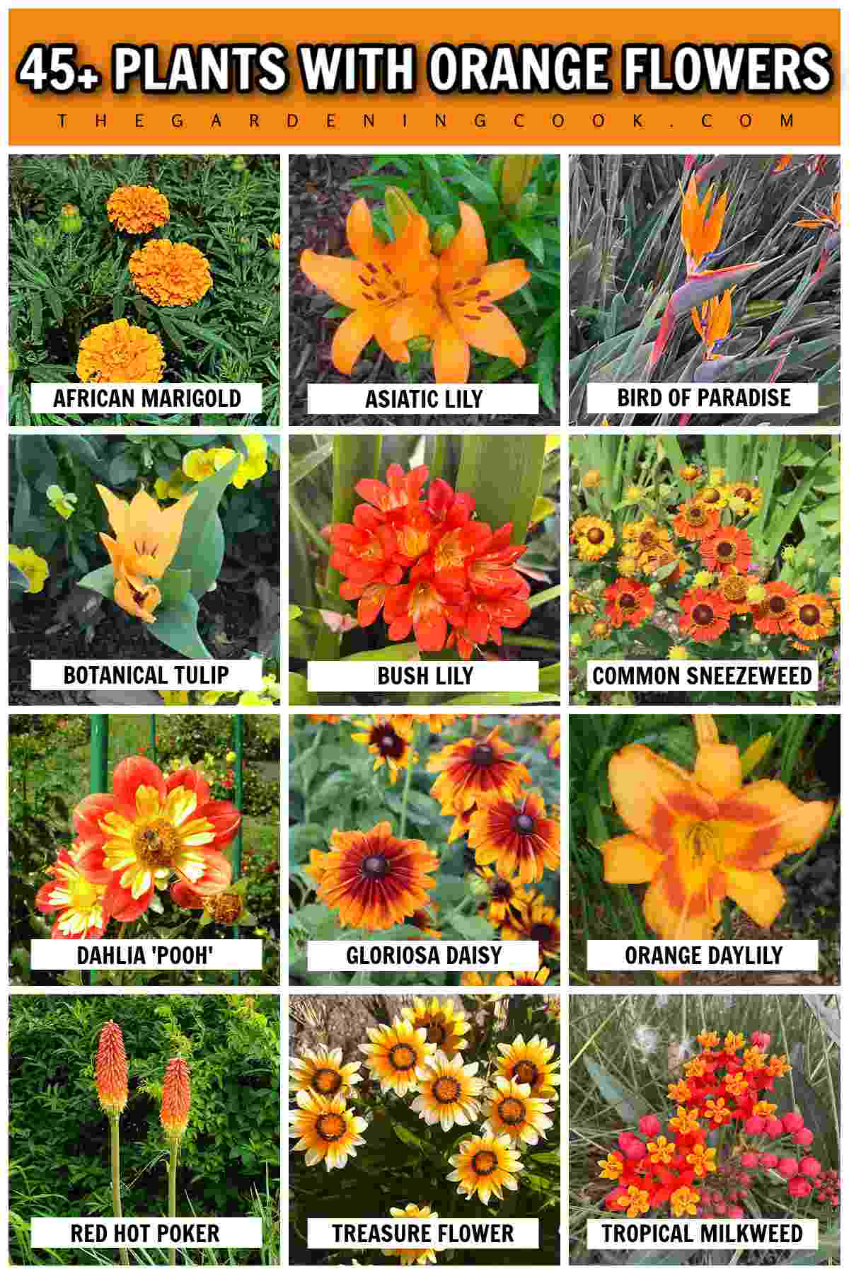 Colagem de plantas com flores laranjas Um retângulo laranja no topo com texto branco contornado em preto que diz 45+ plantas com flores laranjas, acima de uma colagem com 12 fotos em close de flores laranjas, cada uma com seu nome. As fotos são de cravo-de-defunto-africano, lírio-asiático, ave-do-paraíso, tulipa Shogun, lírio-de-salão, helênio comum, dália Pooh, margarida gloriosa, lírio-de-um-dia, lança-ao-fogo, flor-da-fortuna e leiteiro-tropical.