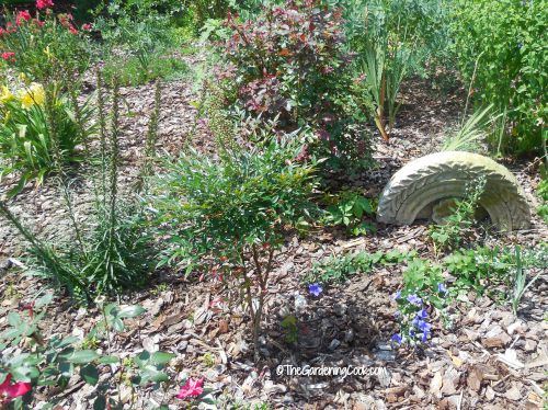 Um jardim com plantas, cobertura morta e alguns pedaços curvados de pedra.