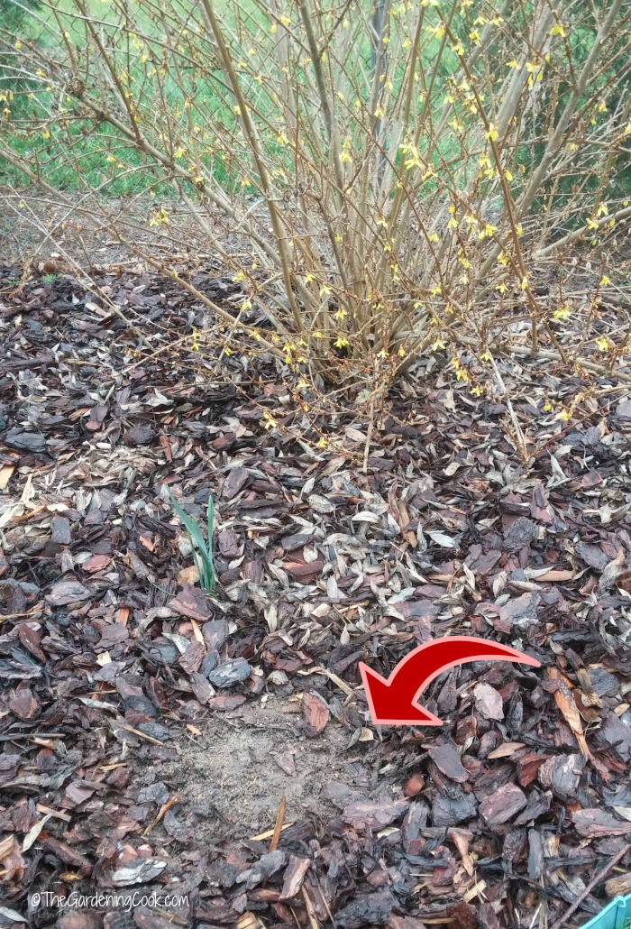 Acrescente mulch em pontos nus dos canteiros de jardim