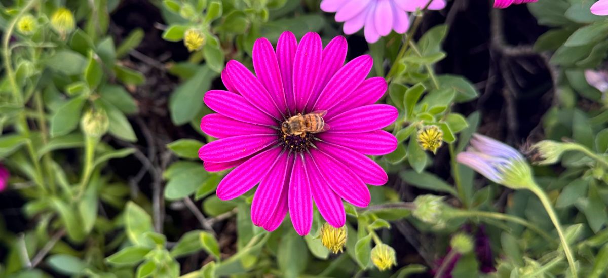 Uma das flores cor-de-rosa escuras de uma margarida africana (osteospermum) com uma abelha pousada no centro da flor.